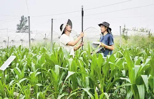 让更多盐碱地产出优质农产品——《沧州市坚持科技赋能推进盐碱地综合利用实施方案》解读