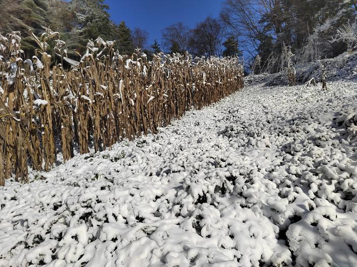 C视频丨雾凇雪景宛若童话世界！广元迎今冬第二场雪