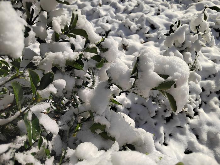 C视频丨雾凇雪景宛若童话世界！广元迎今冬第二场雪