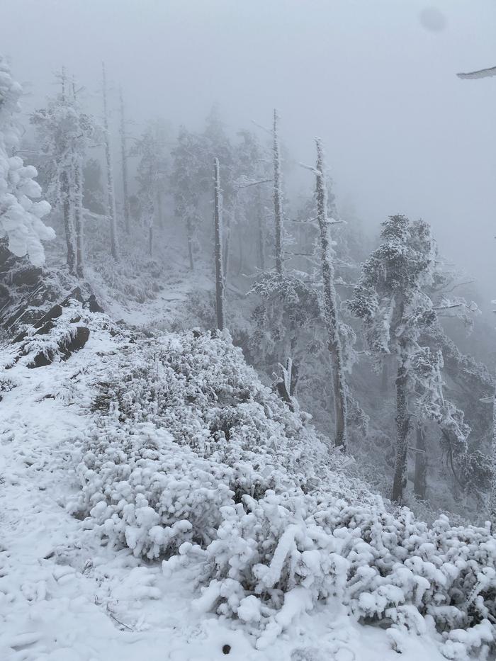 C视频丨雾凇雪景宛若童话世界！广元迎今冬第二场雪