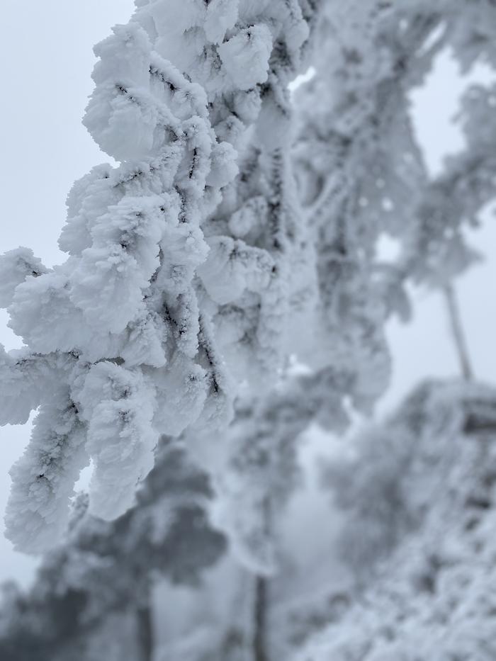 C视频丨雾凇雪景宛若童话世界！广元迎今冬第二场雪