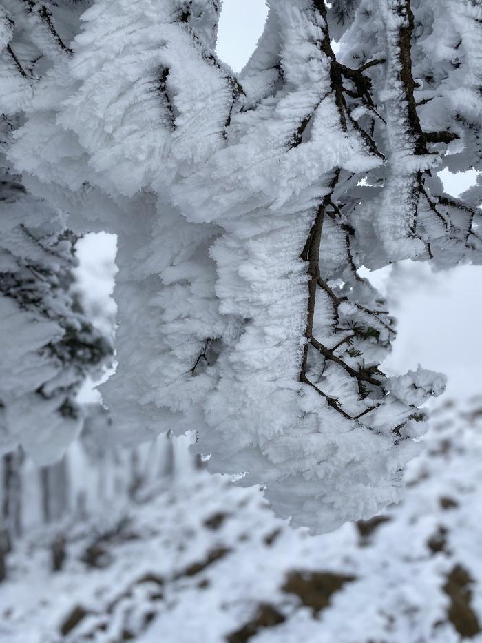 C视频丨雾凇雪景宛若童话世界！广元迎今冬第二场雪