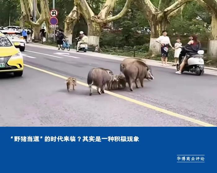 “野猪当道”的时代来临？其实是一种积极现象