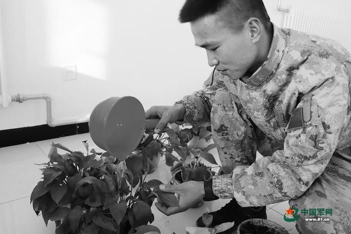 战士在连队精心养护绿植。