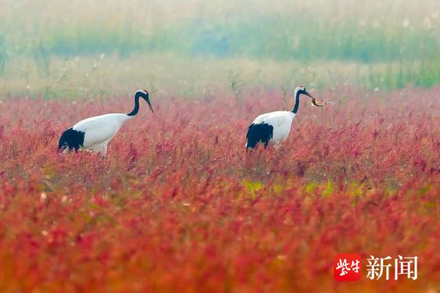 我为“强富美高”填密码·因湿地修复而美|“鹤爸”变湿地修复师，找到生态变美密码