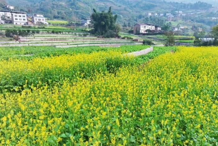 4万亩油菜花已陆续盛开，快来宜宾邂逅“川南最早的春天”丨冬游四川