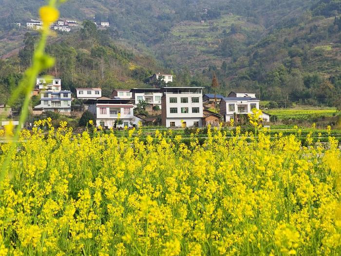 4万亩油菜花已陆续盛开，快来宜宾邂逅“川南最早的春天”丨冬游四川