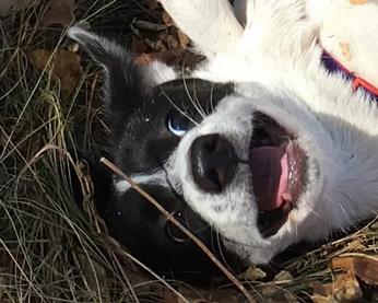 被狗咬伤怎么办？疾控教您日常生活中怎样才能有效预防狂犬病！