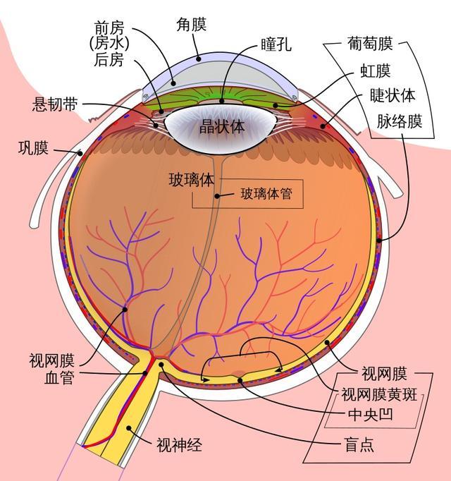 “虹膜写真”火了？网友：会造成个人信息泄露吗？