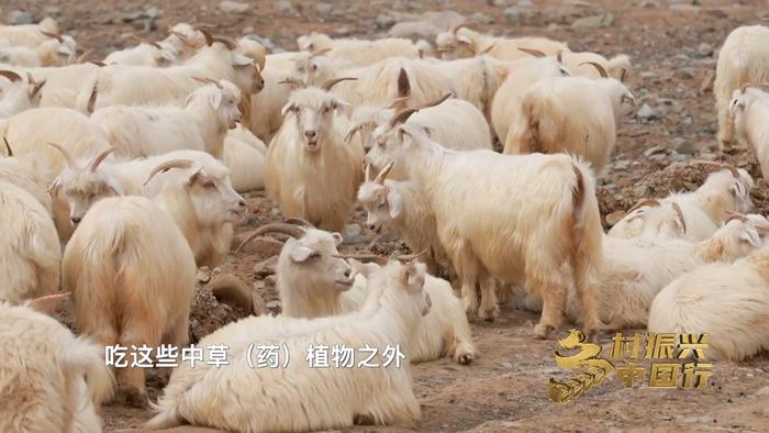 乡村振兴中国行｜特色产业“奏响”黄河两岸乡村振兴“致富曲”