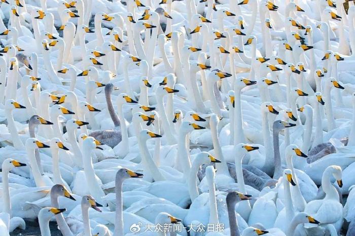 山东竟有一个天鹅王国！雪景如童话，比北欧还梦幻