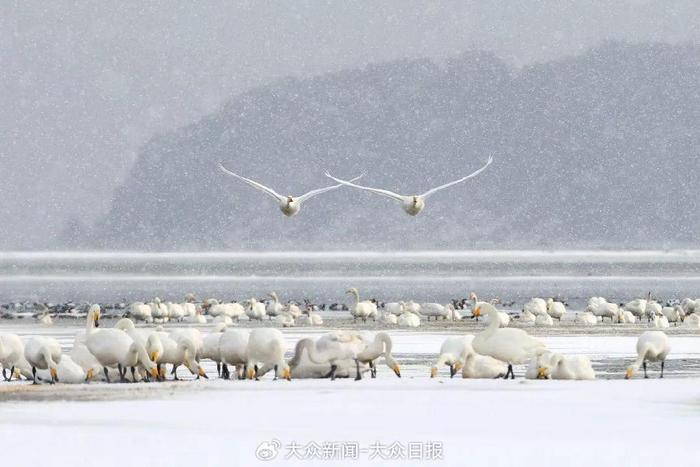 山东竟有一个天鹅王国！雪景如童话，比北欧还梦幻