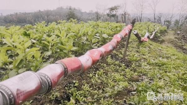 治理野猪之患 大西南深山猎队在行动！