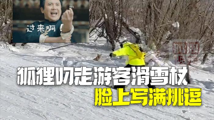 你过来呀～狐狸叼起游客滑雪杖就跑 一步三回头脸上写满挑逗