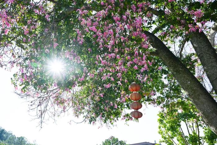 大师故里花烂漫！那蓬村两株“网红”异木棉树，带旺村里“一条小吃街”