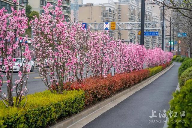 “绿化特色道路”上新！为什么这里的紫薇能二次开花？