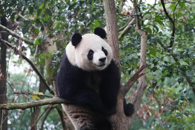 飞机上吃新鲜竹子、特制窝头，大熊猫“星秋”“怡兰”抵达澳大利亚