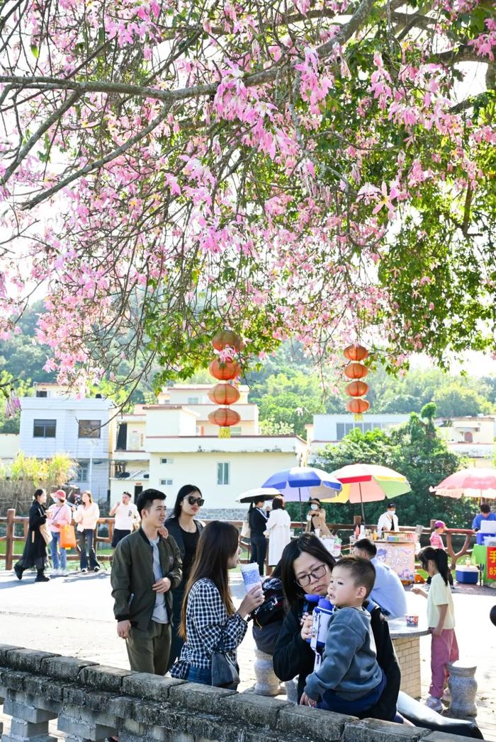 大师故里花烂漫！那蓬村两株“网红”异木棉树，带旺村里“一条小吃街”