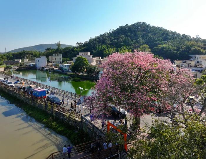 大师故里花烂漫！那蓬村两株“网红”异木棉树，带旺村里“一条小吃街”