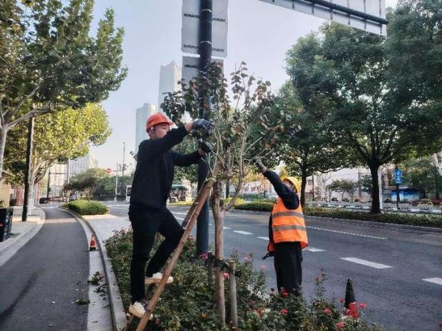 “绿化特色道路”上新！为什么这里的紫薇能二次开花？