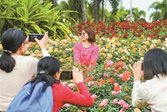 格桑花田、月季花海、落羽杉林……深圳的绝美赏花点又上新啦！