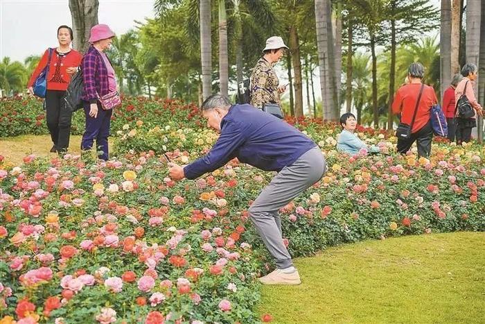 格桑花田、月季花海、落羽杉林……深圳的绝美赏花点又上新啦！