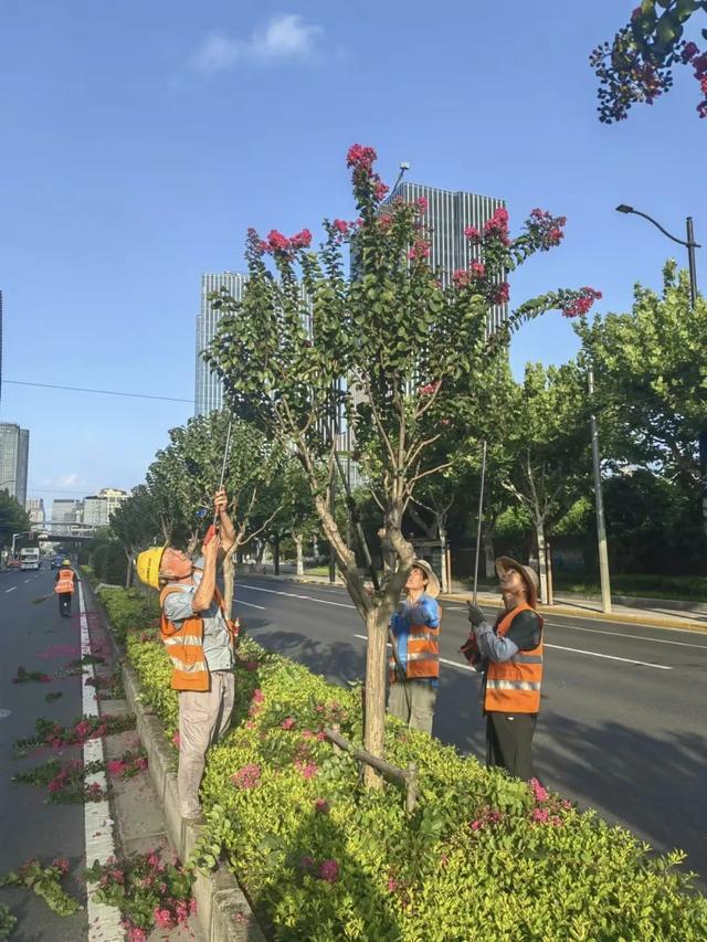 “绿化特色道路”上新！为什么这里的紫薇能二次开花？