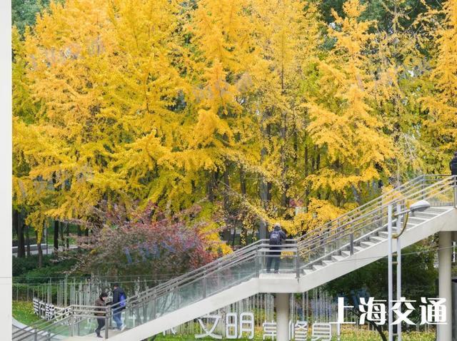 美极了！上海地铁有座“银杏站”！就在……