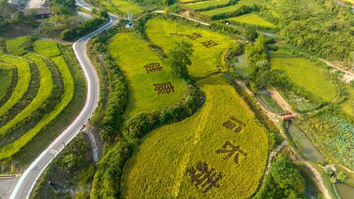 回归农场的他们：谱写一首乡村振兴的乐曲