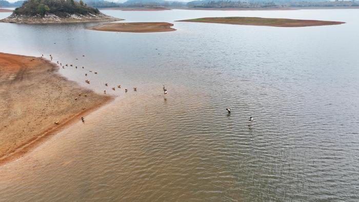 贵州清镇：红枫湖湿地迎候鸟迁徙高峰