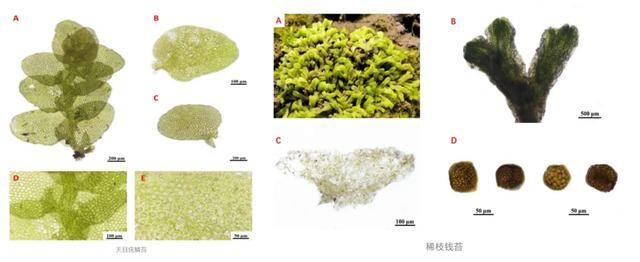 松江“摸家底”发现神秘生物，上海从未有记录