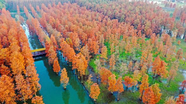 碧水红叶扮靓青浦“水上森林”