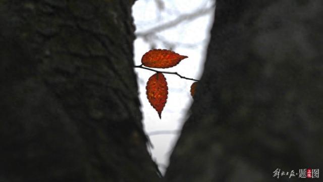 新一波冷空气明天影响上海，气温持续走低，注意预防心脑血管疾病