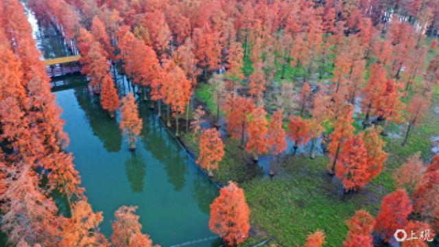 碧水红叶扮靓青浦“水上森林”