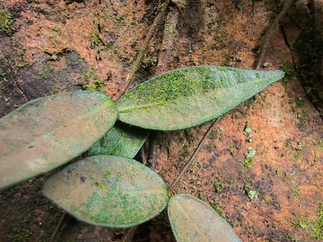 松江“摸家底”发现神秘生物，上海从未有记录