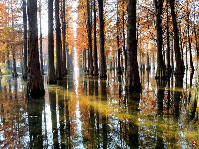 碧水红叶扮靓青浦“水上森林”