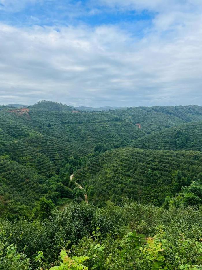 赣州市场监管赋能油茶产业高质量发展