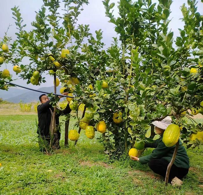 金灿灿的“甜蜜”丰收啦！｜在云南样样好