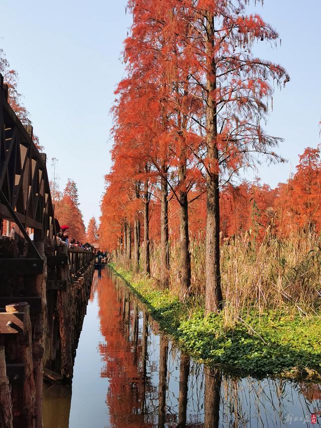 碧水红叶扮靓青浦“水上森林”