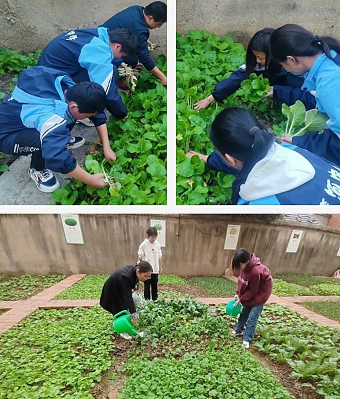 校园辟圃栽希望,学子荷锄育德馨——全椒县襄河中学劳动教育实践活动纪实