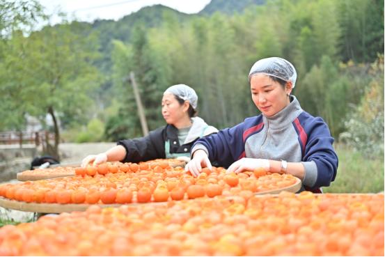 祁门县：红茶和红桔奇遇记