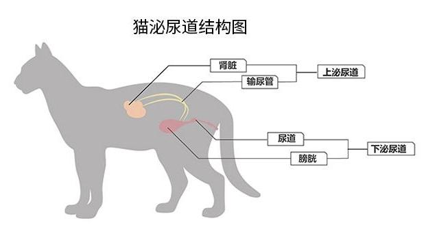 善待宠物：猫咪干湿粮结合将成为新的喂养趋势