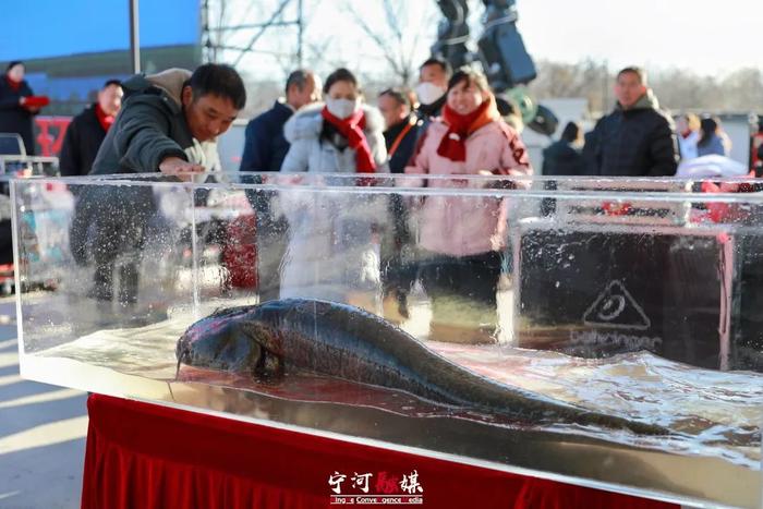 天津宁河区公益竞拍 反哺生态七里海