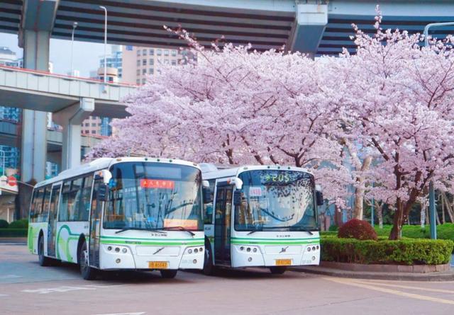 璀璨“明珠”、变身“花海”，还有这些颜值“爆表”的公交枢纽站，你都看见过吗……