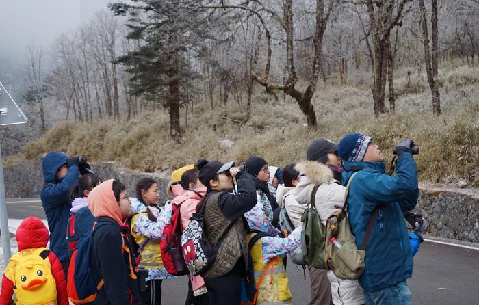 雅安森林戏雪：寻大熊猫、泡温泉、亲子研学丨冬游四川