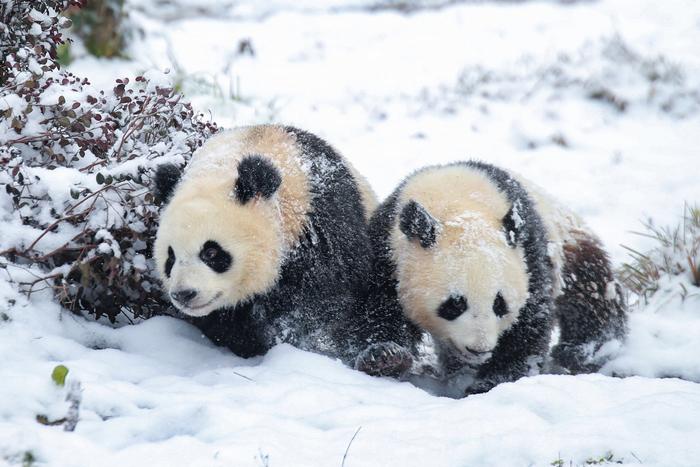 雅安森林戏雪：寻大熊猫、泡温泉、亲子研学丨冬游四川