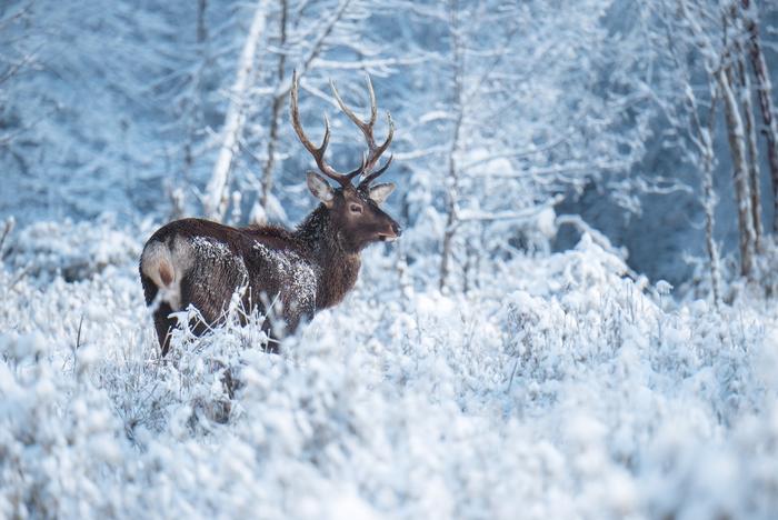 雅安森林戏雪：寻大熊猫、泡温泉、亲子研学丨冬游四川