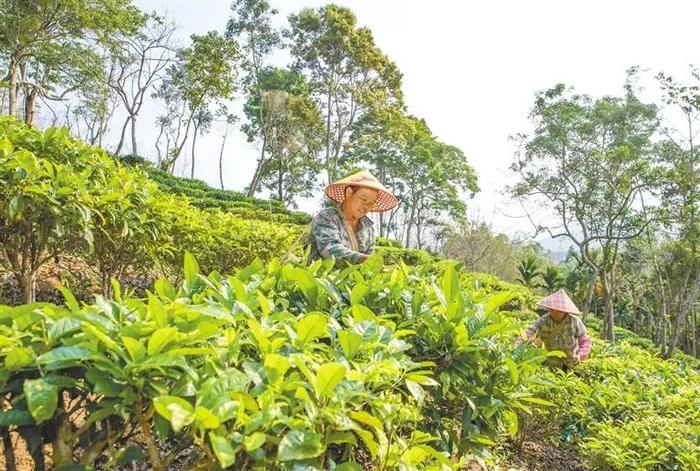 免税购物、留学海南、乡村建设……海南这份“成绩单”分量十足！