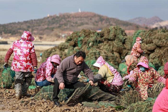 好水养好蚝，叮咚买菜绿水青山计划助力乳山有机生蚝卖到全国