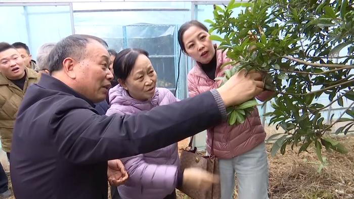 防寒抗冻模式开启！“浙”里各地为农作物“添衣”保暖